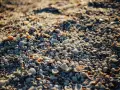 Zbliżenie na plażę usianą małymi, różnorodnymi muszlami morskimi w świetle słonecznym.