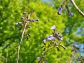 Lila blommor på ett träd, kanske ett kejsarträd i Sverige, mot en suddig grön bakgrund.
