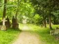 Sentier verdoyant menant à travers le cimetière dormant de Caen, bordé de tombes anciennes et d'arbres majestueux.