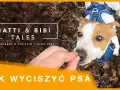 Jak wytresować psa żeby nie gryzł i cieszyć się spokojem w domu