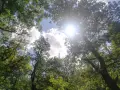 Sonnenstrahlen brechen durch das Blätterdach eines Waldes, wie in Psalm 31 beschrieben. Ein friedlicher Anblick.