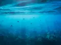 Photographie sous-marine de poissons nageant dans des eaux bleues claires, avec des rayons de soleil traversant la surface.