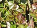 Hojas de rosal con manchas oscuras, síntoma de la negrilla. Espinas afiladas adornan el tallo verde.