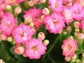 Flores de kalanchoe rosadas, símbolo de esperanza y perseverancia. Su kalanchoe significado espiritual es profundo.