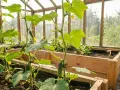Gurkplantor i växthus med små gurkor och gula blommor. Det är dags att toppa gurkplantor för att främja tillväxt.