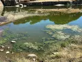 Agua verdosa con algas flotantes, indicativo de eutrofización del agua, cerca de una presa de hormigón.