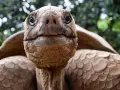 Primer plano de una tortuga gigante de Galápagos, cuya longevidad nos hace preguntarnos cuanto vive un galapago.