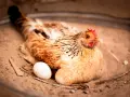 Gallina con un uovo accanto, forse si chiede a che ora fanno le uova le galline.