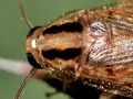 Primer plano de una cucaracha de campo con rayas oscuras en la cabeza y alas brillantes.