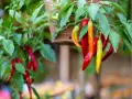 Chili sorter: röda, orange och gröna chilifrukter hänger mogna från en planta.