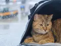 Kot w transporterze czeka na podróż. W tle widać lotnisko, a deszcz pada na szybę. To jego paszport dla kota na nowe przygody.