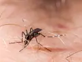 Un mosquito, uno de los molestos insectos de verano en casa, se posa sobre la piel, listo para picar.