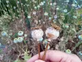 Due capsule di papavero comune, con uno sfondo sfocato di altre capsule e steli secchi.