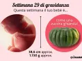 Bebè di 29 settimane di gravidanza, grande come una zucca ghianda. Misura circa 38,6 cm e pesa 1.150 g.