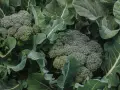 Close-up of fresh broccoli heads surrounded by large green leaves. Did you know broccoli is packed with vitamins?