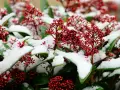 En liten gran i kruka utomhus, täckt av snö. De röda bären kontrasterar fint mot den vita snön och de gröna bladen.