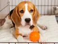 Smutny beagle leży w klatce kennelowej z pomarańczową piłeczką.