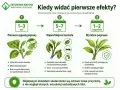 Grafika pokazuje, jak najskuteczniejszy preparat na mszyce działa w czasie: pierwsze sygnały poprawy po 1-3 dniach, kontrola po 5-7 dniach, a wyraźna poprawa po 1-2 tygodniach.