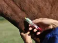 Prélèvement sanguin sur un cheval, potentiellement pour une liste produits dopants chevaux.