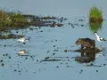 Rozlewiska Warty: nutria i szablodziób czarno-biały stoją w płytkiej wodzie, odbijając się w tafli.