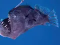 Un pez abisal oscuro con una boca llena de dientes afilados y un señuelo bioluminiscente sobre su cabeza, nadando en aguas profundas.
