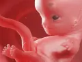 Płeć 9 tydzień ciąży usg. Rozwój płodu w macicy, widoczne są już wykształcone paluszki u rąk i nóg.