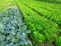 Un rigoglioso terreno incolto con file di cavoli blu e lattuga verde brillante.
