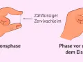 Hände zeigen Zervixschleim: zähflüssig in der Ovulationsphase, klumpig vor und nach dem Eisprung. Ein Einblick in den weiblichen Zyklus.