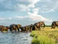 Stado słoni przeprawia się przez rzekę, tworząc niezapomniany widok podczas botswana wycieczki.