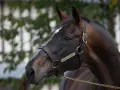 Profil du cheval Diamant de Semilly, un étalon brun avec une étoile blanche sur le front, portant une bride en cuir.