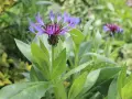 Eine lila berg flockenblume entfaltet ihre zarten Blütenblätter inmitten grüner Blätter.