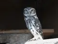 Un mochuelo europeo, con sus grandes ojos amarillos, posa en una viga de madera.