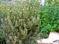 Ein dichter Thymianbusch mit vielen kleinen weißen Blüten. Perfekt, um Thymian zu vermehren und den Garten zu verschönern.