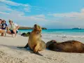Rodzina na plaży na Galapagos, obok lwów morskich. W tle statek wycieczkowy.