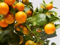Naranjos cargados de frutos, listos para ser protegidos con insecticida para naranjos.