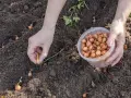 Sadzenie cebulek. Zastanawiasz się, co sadzić koło cebuli? Warto posadzić marchewkę, która odstrasza połyśnicę cebulankę.