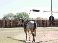 Cheval gris sellé, prêt à être attaché à un marcheur pour chevaux. L'équipement est visible, suggérant comment fabriquer un marcheur pour chevaux.