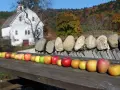 A row of sweet apple types, from yellow to red, displayed on a wooden table in front of a white barn and autumn foliage.