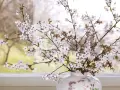 Zarte Barbarazweige mit weißen Blüten in einer Vase vor einem Fenster. Sie sind ein Symbol für Hoffnung und Neuanfang im Frühling.