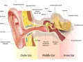 Schéma de l'oreille montrant comment fonctionne une oreille : pavillon, conduit auditif, tympan, osselets, cochlée et nerfs.