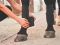 Une personne bande la jambe d'un cheval pour prévenir la tendinite.