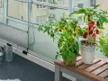 Odla på balkong: chiliplantor med röda och gula frukter, örter och en vattenkanna på en inglasad balkong.