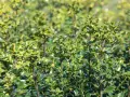 Dichte grüne Ilex-Pflanzen, bereit für den Rückschnitt. Die Blätter glänzen im Sonnenlicht.