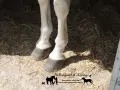 Pieds d'un cheval sur la paille, montrant les sabots. Une attention particulière est portée aux membres, potentiellement affectés par la maladie naviculaire.