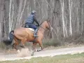Un galopeur cheval brun, monté par un cavalier en tenue d'équitation, s'élance sur un chemin sablonneux, soulevant la poussière dans une forêt aux arbres fins.
