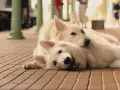 Dwa białe psy leżą na drewnianej podłodze, wyglądają jak bohaterowie filmów o psach dla dzieci.