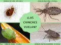 ¿Las chinches vuelan? Se muestran cuatro tipos: chinche de cama (no vuela), chinche besucona (sí vuela), chinche verde (sí vuela) y chinche asiática (sí vuela).