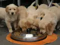 Ile karmy dla szczeniaka Golden Retrievera? Uniknij błędów!