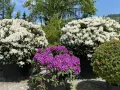 Prächtige Rhododendron-Pflanzen in Weiß und Lila blühen üppig in großen Töpfen.