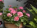 En kruka med rosa pelargoner som blommar frodigt. En perfekt plantering att toppa pelargon med.